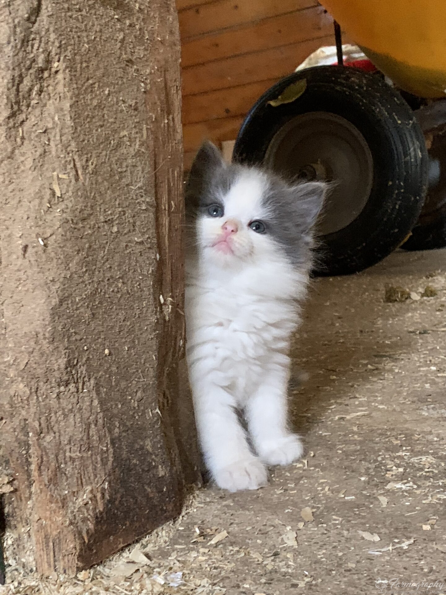 Farm Cats